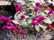 Cyclamen coum 20210204 0003