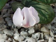 Cyclamen coum 20210204 0005