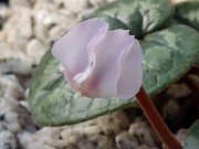 Cyclamen coum 20210204 0006