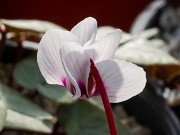 Cyclamen coum 20210204 0007