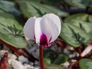 Cyclamen coum 20210204 0008