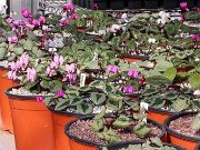 Cyclamen coum 20210204 0009