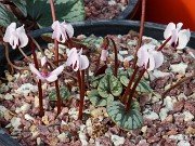 Cyclamen coum 20210206 0002