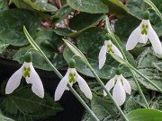 Galanthus 9718 20210206 0003