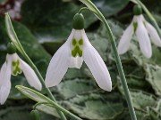 Galanthus 9718 20210206 0004