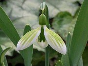 Galanthus Andrea's Fault 20210206 0002