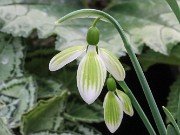 Galanthus Andrea's Fault 20210206 0003