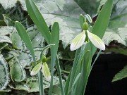 Galanthus Andrea's Fault 20210206 0004