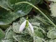 Galanthus Benhall Beauty 20210206 0002