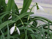 Galanthus Benhall Beauty 20210206 0004