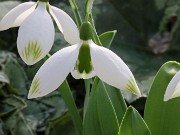 Galanthus Big Boy 20210204 0002