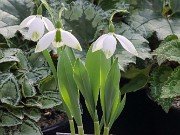 Galanthus Big Boy 20210204 0003