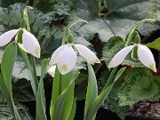 Galanthus Big Boy 20210204 0004
