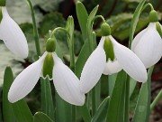 Galanthus Decima McAuley 20210206 0002