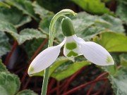 Galanthus Emerald Hughes 20210204 0002