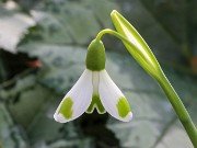 Galanthus Floriferous Star 20210204 0002