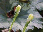Galanthus Funny Justine 20210204 0002