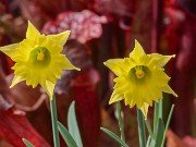 Narcissus Cedric Morris 20211217 0002