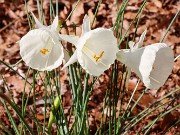 Narcissus cantabricus ssp. cantabricus 2020121 0002