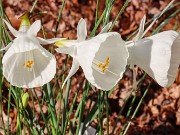 Narcissus cantabricus ssp. cantabricus 2020121 0003