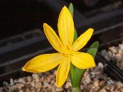 Sternbergia vernalis 20210125 0002