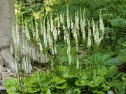 Galax aphylla 2021605 0002