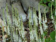 Galax aphylla 2021605 0004