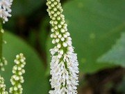 Galax aphylla 2021605 0005