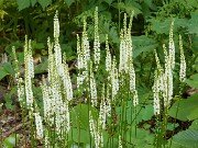 Galax aphylla 2021605 0006