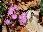 Hepatica insularis 20210311 0001