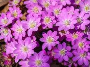 Hepatica insularis 20210311 0002