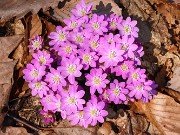 Hepatica insularis 20210311 0003