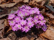 Hepatica insularis 20210311 0004