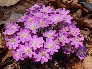 Hepatica insularis 20210311 0005
