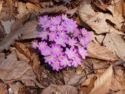 Hepatica insularis 20210311 0006