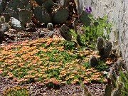 Delosperma Fire Spinner 20210502 0001