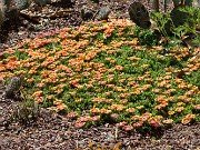 Delosperma Fire Spinner 20210502 0002