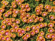 Delosperma Fire Spinner 20210502 0003