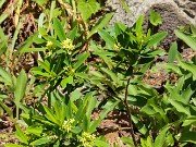 Daphne aff. rosemarinifolia 20210512 0001