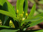 Daphne aff. rosemarinifolia 20210512 0004
