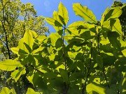 Magnolia tripetala 20210512 0003