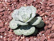 Bukiniczia cabulica 20210811 0004