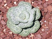 Bukiniczia cabulica 20210811 0006