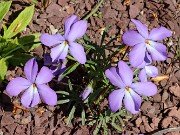 Viola pedata 20210417 0006