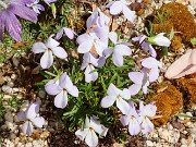 Viola pedata 20210417 0007