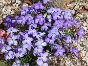 Viola pedata 20210417 0009
