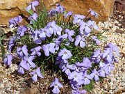 Viola pedata 20210417 0015
