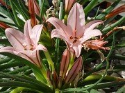 Other Geophytes