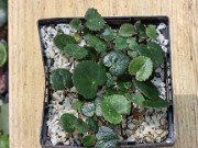 Propagation and Cultivation