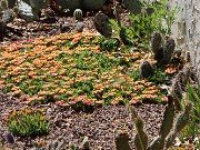 Succulents